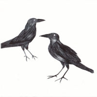 Bertrand Grave. Dibujo. Boli Bic. Serie Black Metal. Cuervos. 2016.